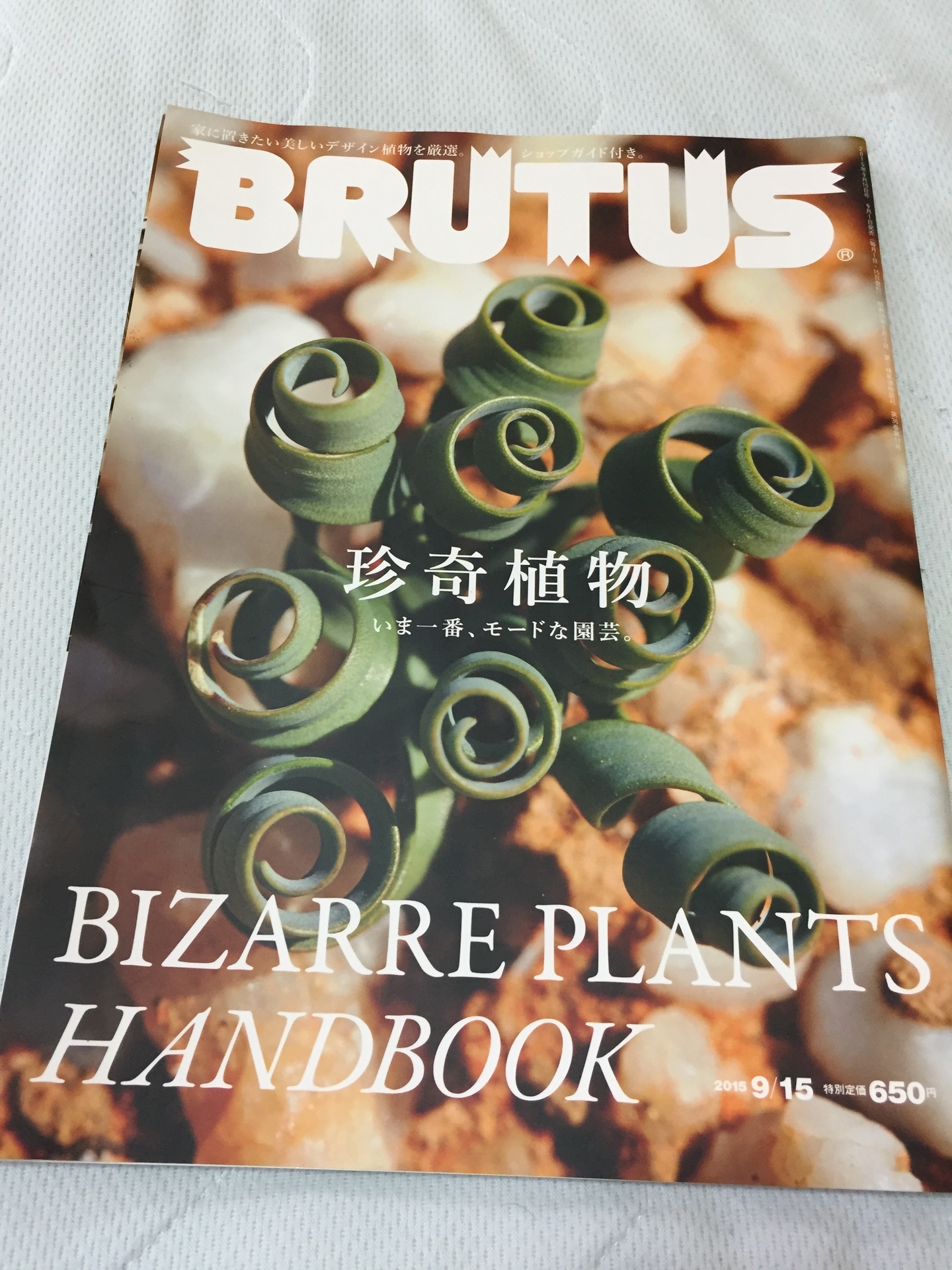 Brutusの珍奇植物特集 Green One ブログ