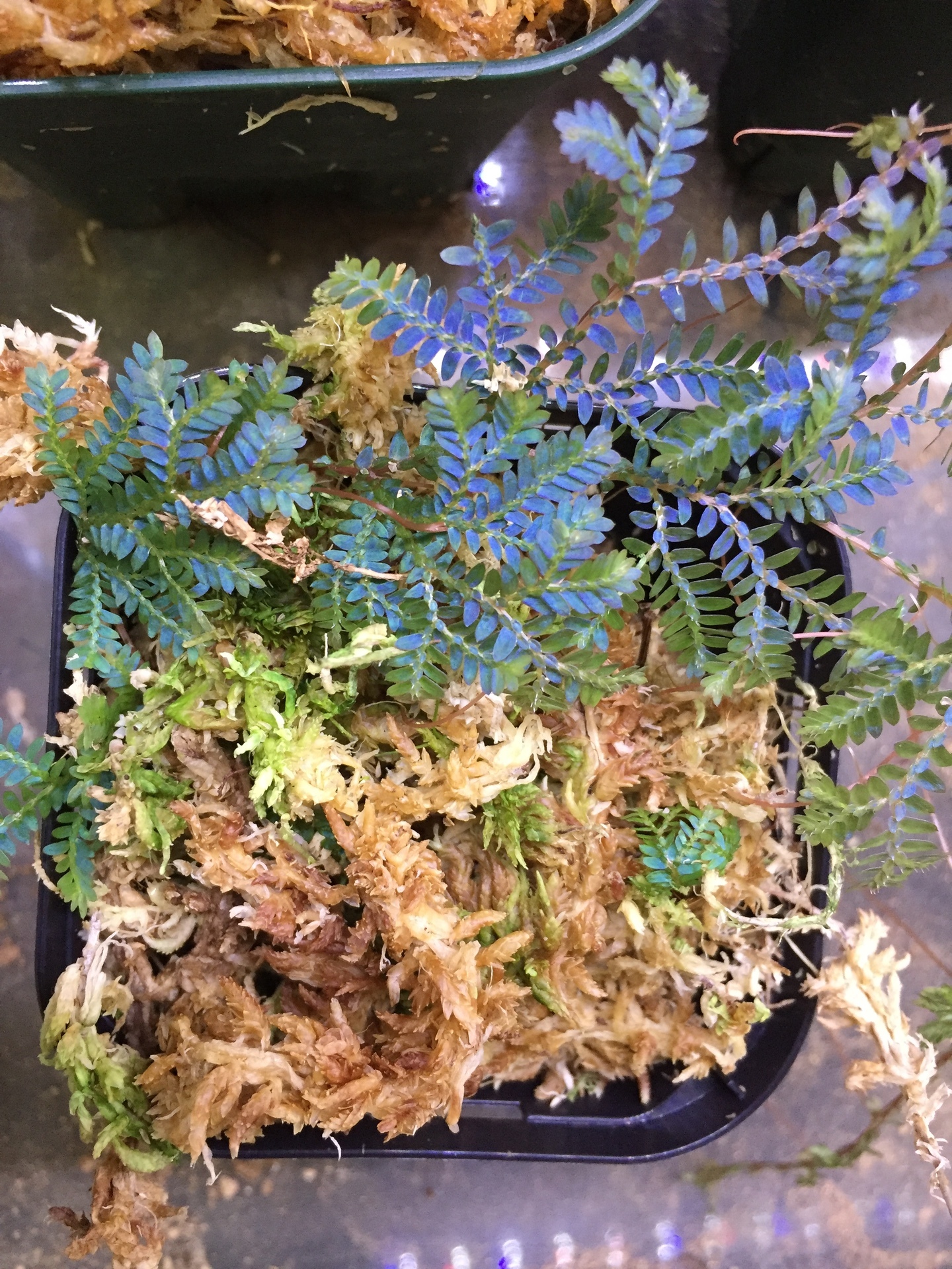 青色のセラギネラの1つ selaginella uncinata: GREEN ONE ブログ