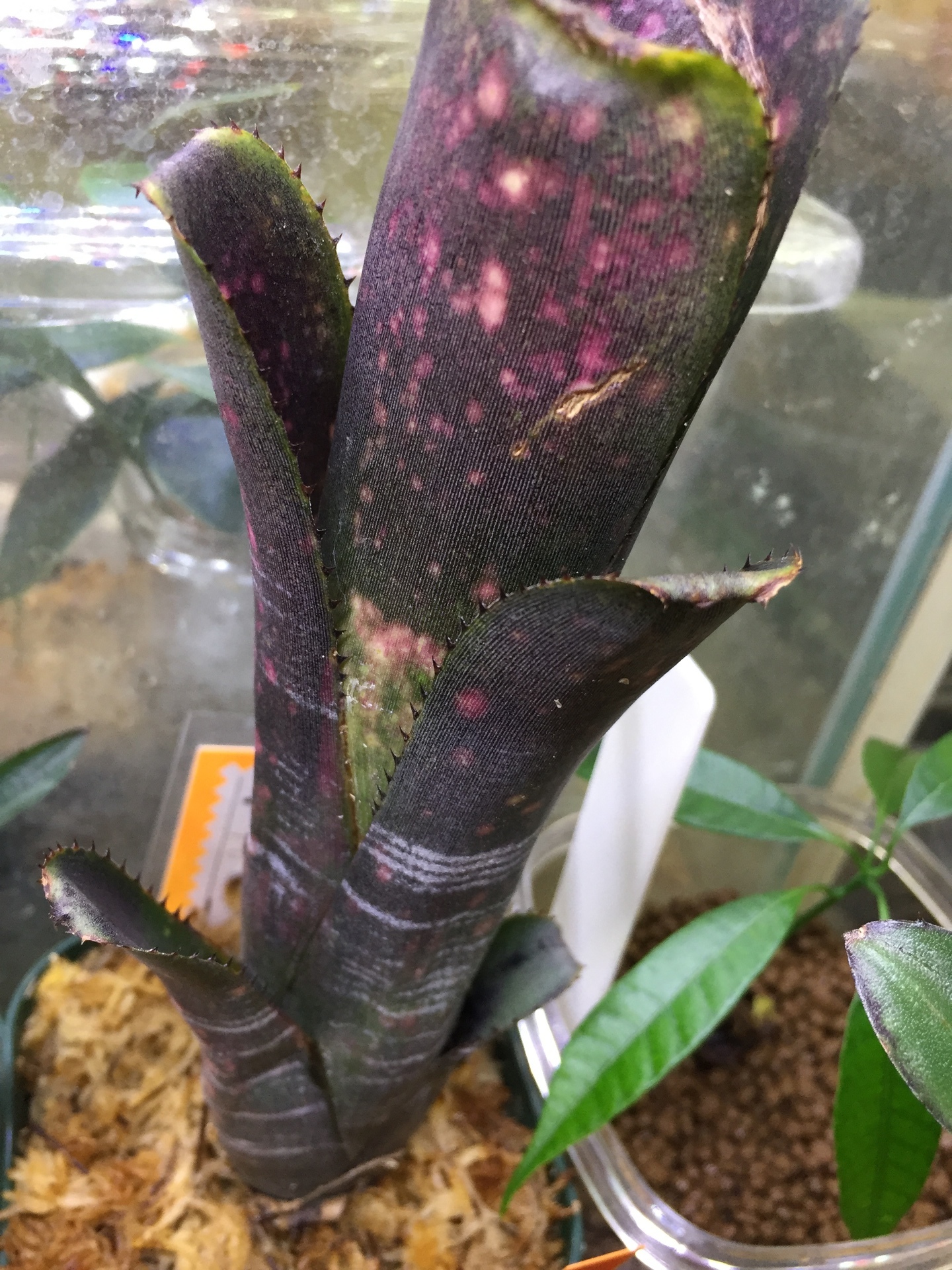 期間限定キャンペーン ビルベルギア Plants】タンクブロメリアの植え替え方法【フロンティア Billbergia アウワナ エクメア  Billbergia タンクブロメリア ネオゲレリア www.10-chin.com